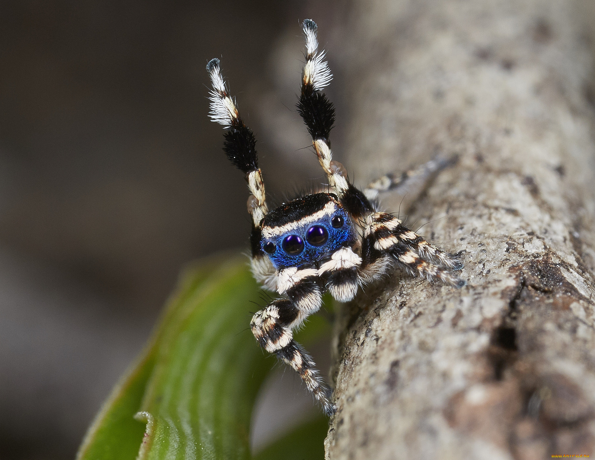 Maratus personatus